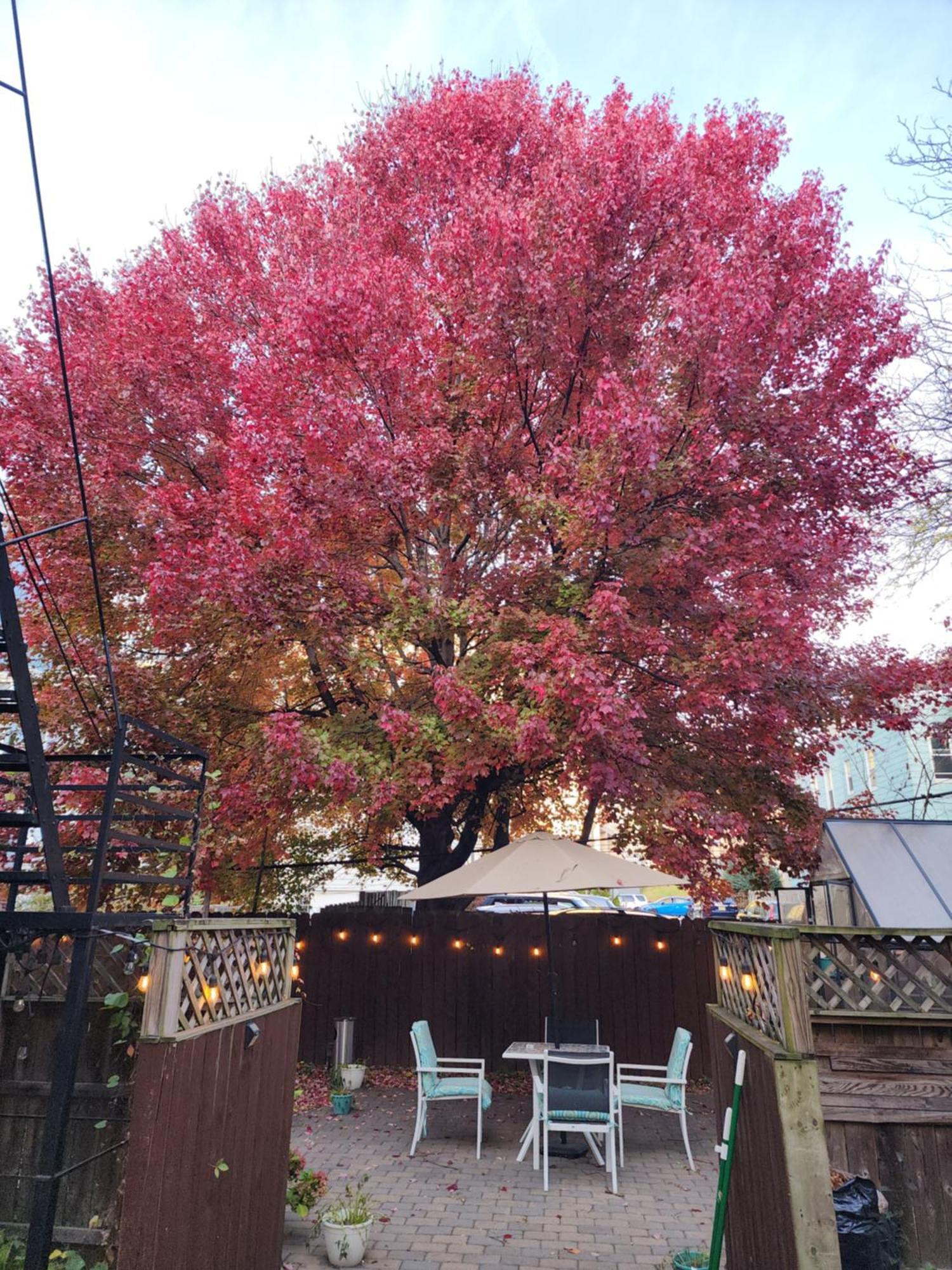 Magnolia Stay Near New York City Jersey City Bagian luar foto